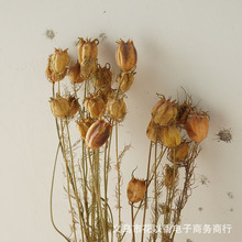 【黑种草】天然干花永生花北欧家居装饰客厅摆设复古真花灯笼果