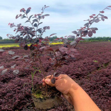 基地批发红继木小苗移栽苗 根系发达 工程绿化色块杯苗红花继木