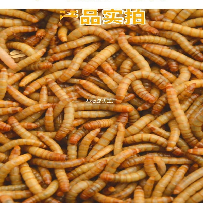 Хлебный червь живой желтого червя попугай рыба золотая аро́ра черепаха дрозд птица каменная лягушка корм бесплатная доставка