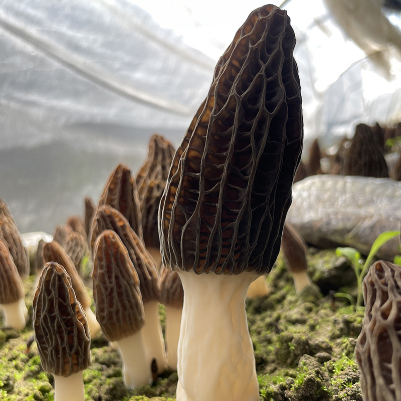 微信图片_202303281653221