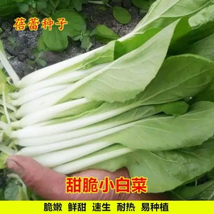 Sweet and Crisp Cabbage Seeds, Four-Season Cabbage, Heat-Resistant White-Stemmed Cabbage, Farmhouse Balcony Potted Vegetable Seeds