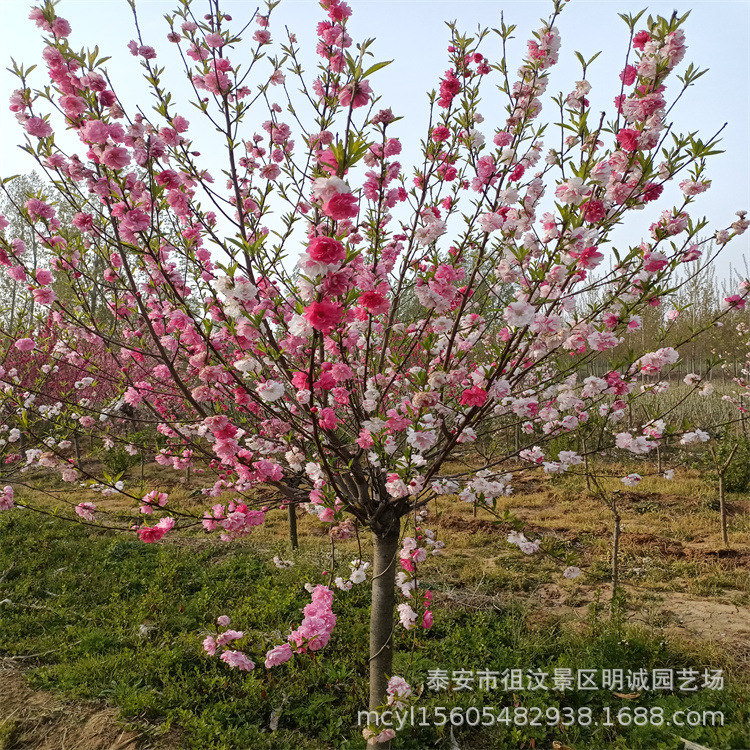 基地直销庭院造景美化洒金碧桃红叶碧桃龙柱碧桃寒红碧桃品种多样