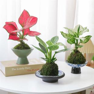 Platinum Diamond Moss Ball Indoor Chinese Style Air Purification Formaldehyde Absorption Easy-To-Care-For Evergreen Green Plant Potted Plant for All Seasons