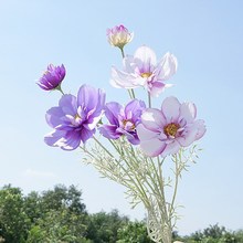 ���滨��˹�յ�֦�ʺ�˹�ո�ɣ���ٻ��ҾӰڷŻ��컨��װװ�λ�