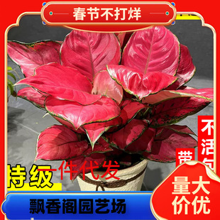 һ�����l�����t���ԾGֲ�҃�����ʺ�͏d��������ȩ�ļ����B����