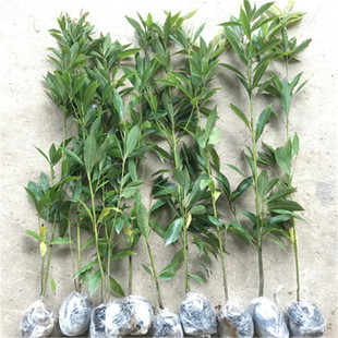 Base Wholesale Authentic Small Leaf Zhennan Seedlings Economical Reforestation Seedlings Golden Nanmu Saplings House Courtyard Green Plants