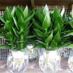 ���F��ˮ�������k���҃ȾGֲ�������Ի��ܿ͏d�辰ֲ��ˮ�B�^����