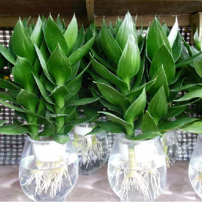 Fugui Bamboo Гидропоника с корнями Офис Крытый Зеленые растения для посадки Цветы в горшках Гостиная Бонсай Растения Водный Гуаньинь Бамбук