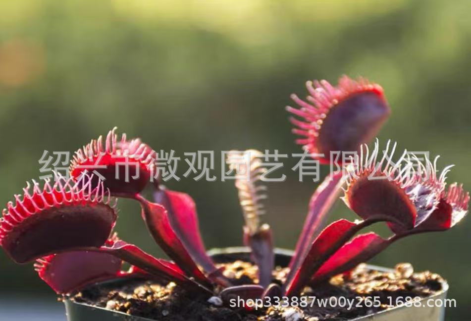 Clipe Red Dragon Flytrap, aproximadamente 1 cm.