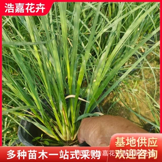 矮蒲苇杯苗滨水绿化带道路花境庭院丛植工程用多年生常绿银白花序