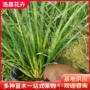 多年生工程常绿庭院花境