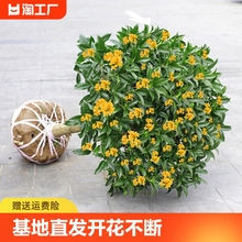 桂花树苗四季桂盆栽开花不断室内阳台庭院浓香型花卉植物