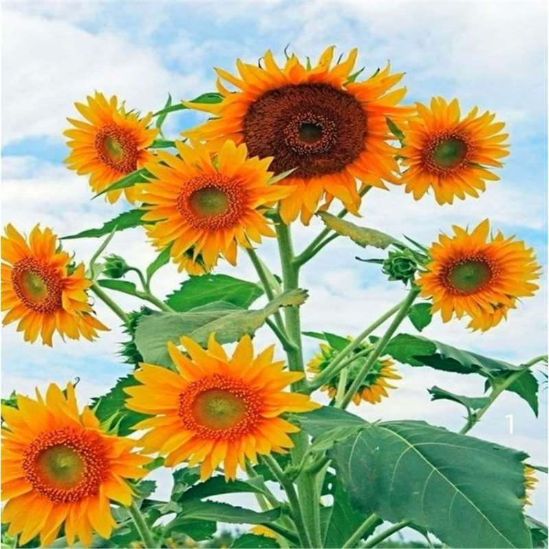 Semillas de girasol, semillas de flores de cuatro estaciones, jardín interior y exterior, balcón para ver semillas de flores ornamentales