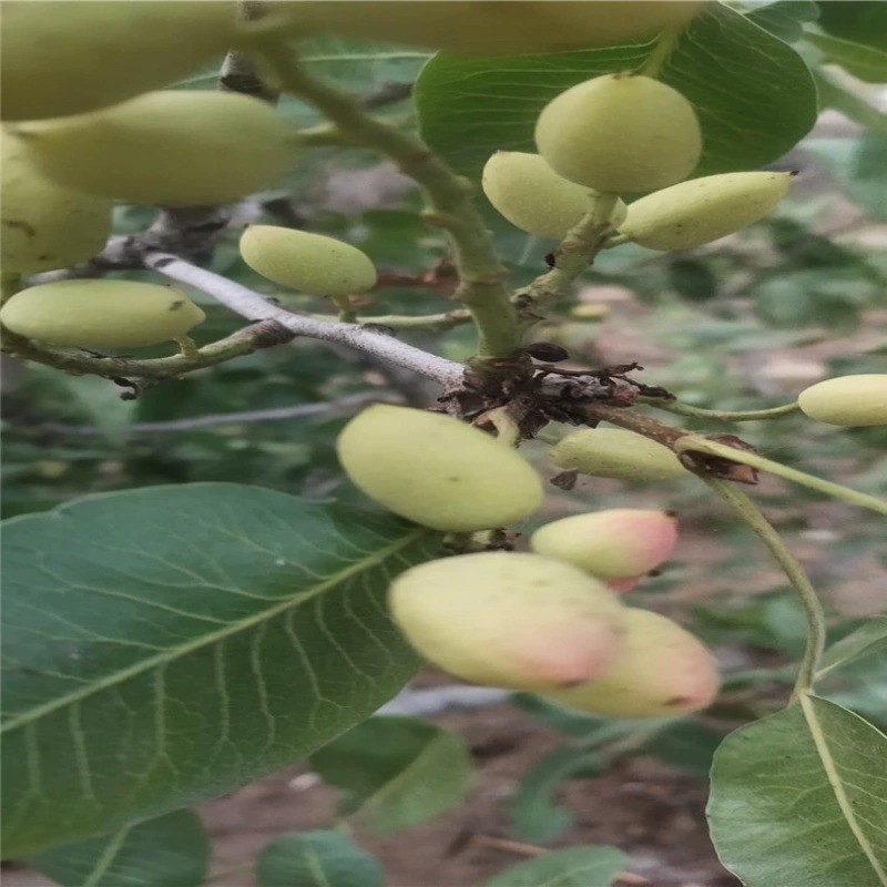 Где продаются 3-летние саженцы привитых фисташковых саженцев? Цена на 3 года рассады привитых фисташковых саженцев