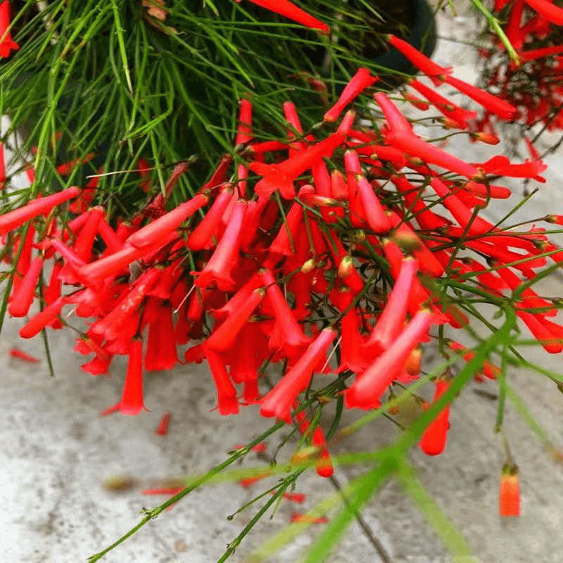 SKU_02_中国红200粒_优质新种1包送催芽肥料