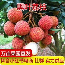其他水果;桃子;芒果