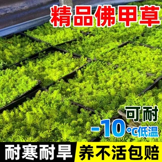 佛甲草苗黄金金叶佛甲草草皮过路黄姬岩垂草中华景天耐寒地被植物