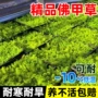 金叶中华耐寒佛甲草佛甲草