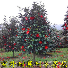 �Ͷ��軨 ��軨�� ɽ��󻨲軨 �Ͷ� ͥԺ�G���� �ļ�����