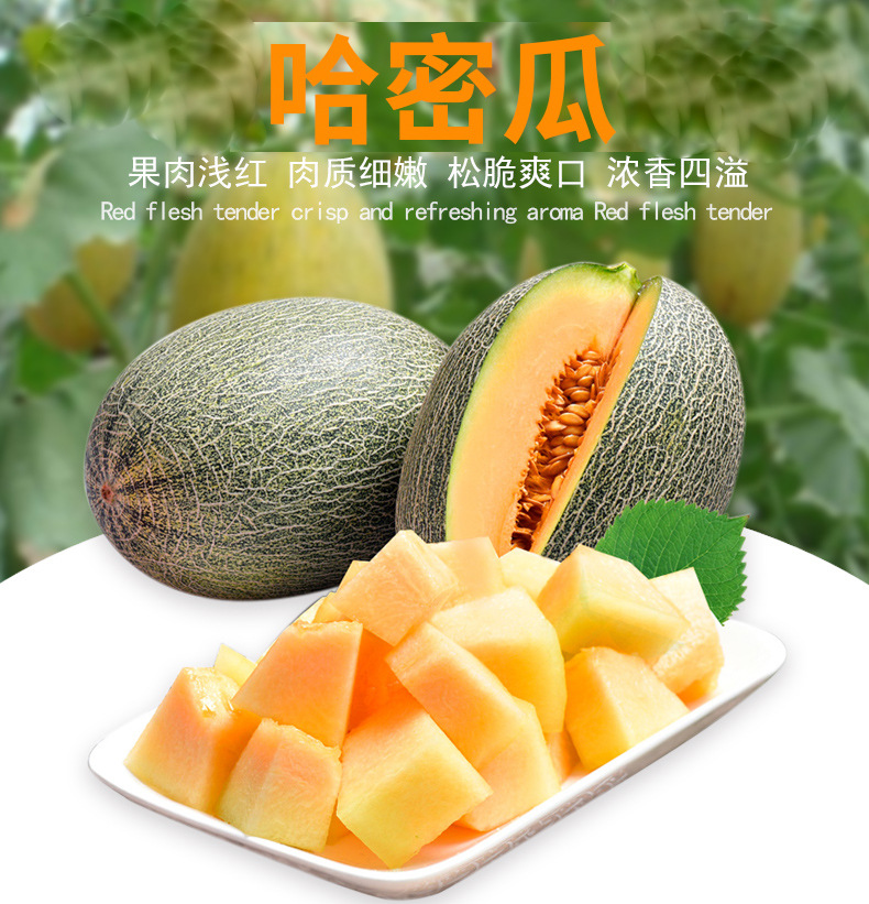 哈密瓜2_01.jpg