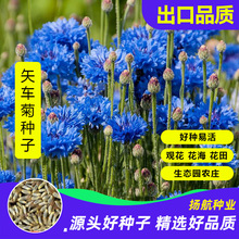 矢车菊花种四季蓝色矢车菊种子绿化耐寒花卉种籽子花海花种草籽