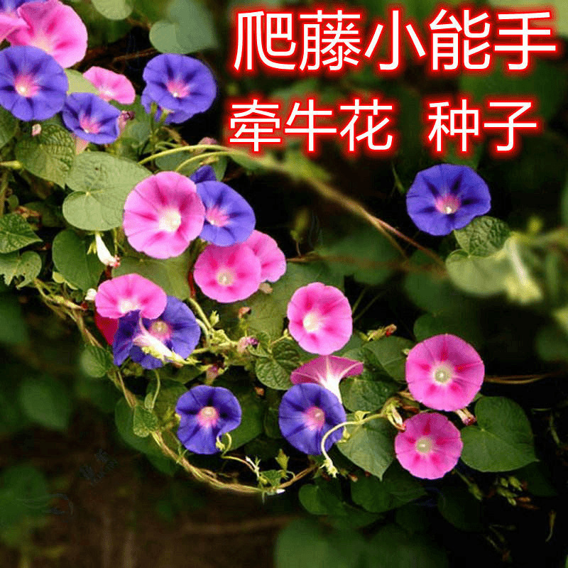 【爬藤牵牛种子】大牵牛花种子室外爬藤喇叭花庭院开花不断