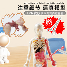 科教前沿学生科学实验 器官解剖模型医学教具DIY益智玩具万圣节
