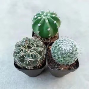 Plantas suculentas cactus plantas en maceta cactus de oficina planta en maceta cactus plantas en maceta flores en maceta