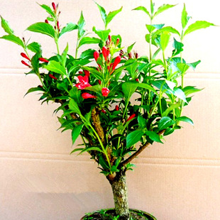 �t�����\����������Gֲ�����҃������^���ͺ�ͥԺֲ���^�p