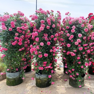 Rose Seedlings, Vine Roses, Large Flowers, Fragrant Courtyard Climbing Plants, Flower Pots, European Moon Roses, Blooming in All Seasons