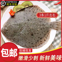 新鲜多宝鱼海捕速冻烤鱼食材烧烤海鲜水产新鲜多宝鱼大菱鲆比目鱼