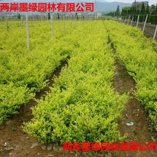 Wholesale of Golden Leaf Ligustrum in Jinzhong, Shanxi Greening and Flower Base, Golden Leaf Ligustrum 50 High Price, Large Quantity