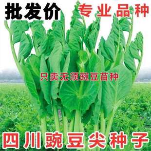 Pea Seedling Seeds Do Not Require Pea Tip Seeds, Pea Seedlings, Green Vegetable Sprouts, Four-Season Farm Vegetable Sprouts