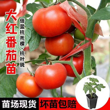 ������N�Ӵ����t���N�Ѳ��������߲���С��������ǧ���}Ů������