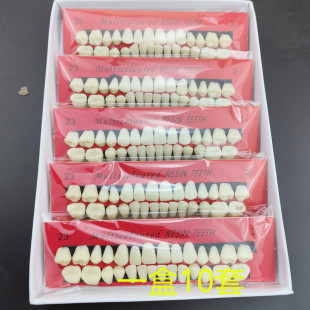 Dental Oral Student Practice Full Mouth Tooth Teaching Abrasive Tooth Model 28 One-bite Abrasive Plastic to Practice Teeth