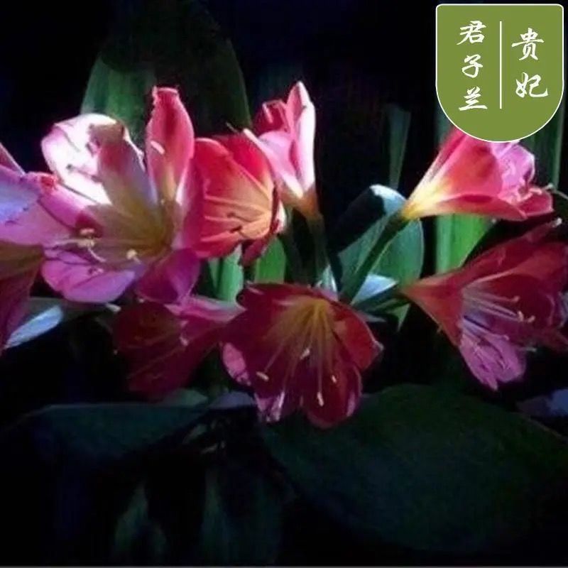 オーキアノプシス、オーキアノプシス鉢植え、オーキアノプシス苗、四季常緑植物、胡蝶蘭苗工場、卸売|undefined