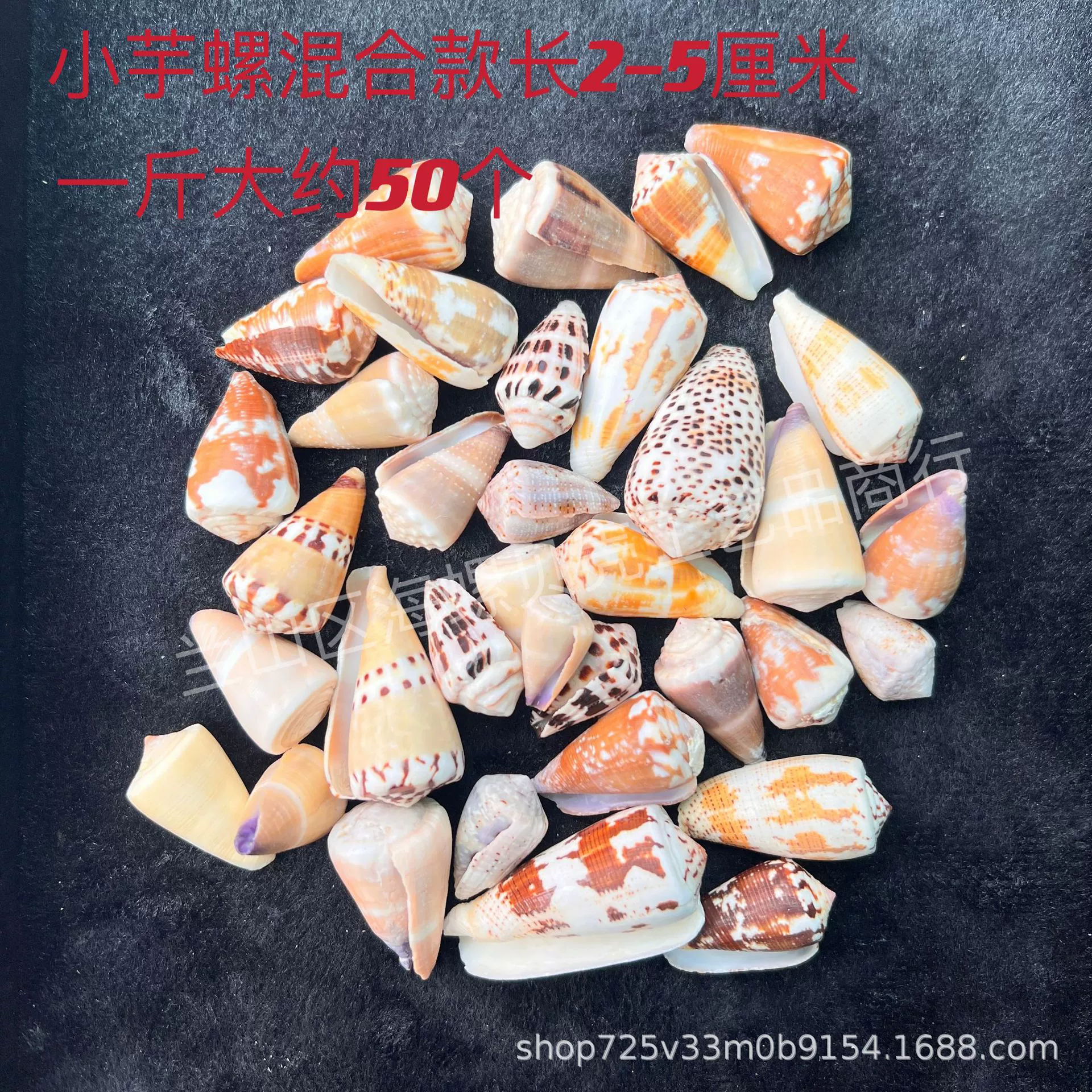 Shell Natural Shell Conch Stars Drifting Bottle Shell Crafts Wholesale Diy Handmade Shell Materials