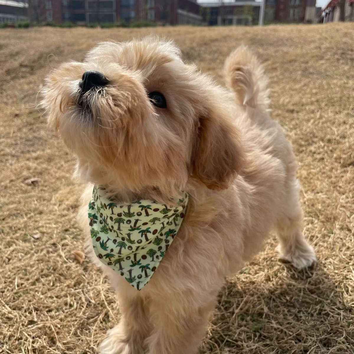 Aminger новые товары для домашних животных Жаркое лето серия бант треугольное полотенце кошка костюм воротник с колокольчиком