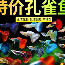 ��ȸ�~���~�^�p�~���NС�͟Ꭷ�~���w��ˮ���B�ͻ��~���^�p�~С�~