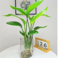 鸟水培绿植物盆栽大型办公室内桌面花卉水养四季常青厂供应链批发