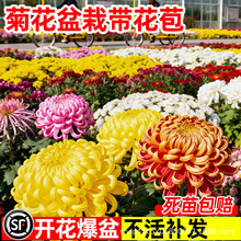 �ջ����Ԏ������ļ��_���҃��⻨���ؼ���Ʒǧ�^���r�����B���