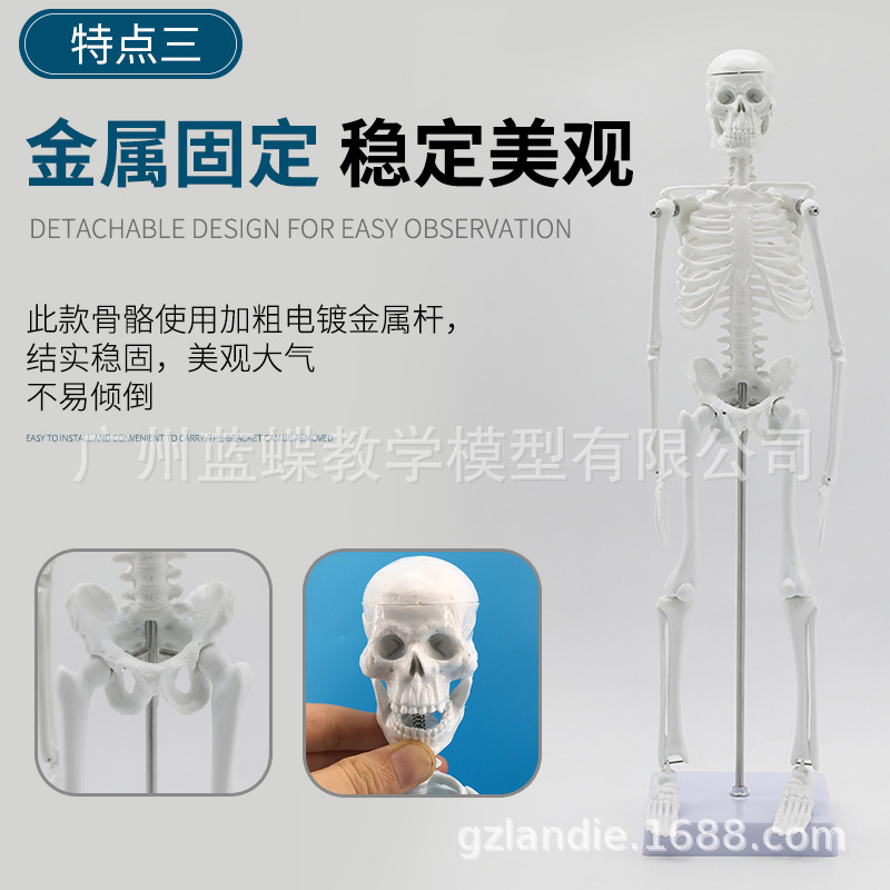 45cm esqueleto humano estructura modelo cuerpo entero esqueleto humano modelo adulto esqueleto blanco enseñanza modelo columna vertebral
