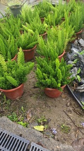 Factory wholesale foxtail asparagus potted green plants landscaping evergreen perennial flower glasses plant landscape