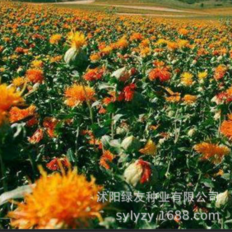 Semillas de flores, semillas de flores.