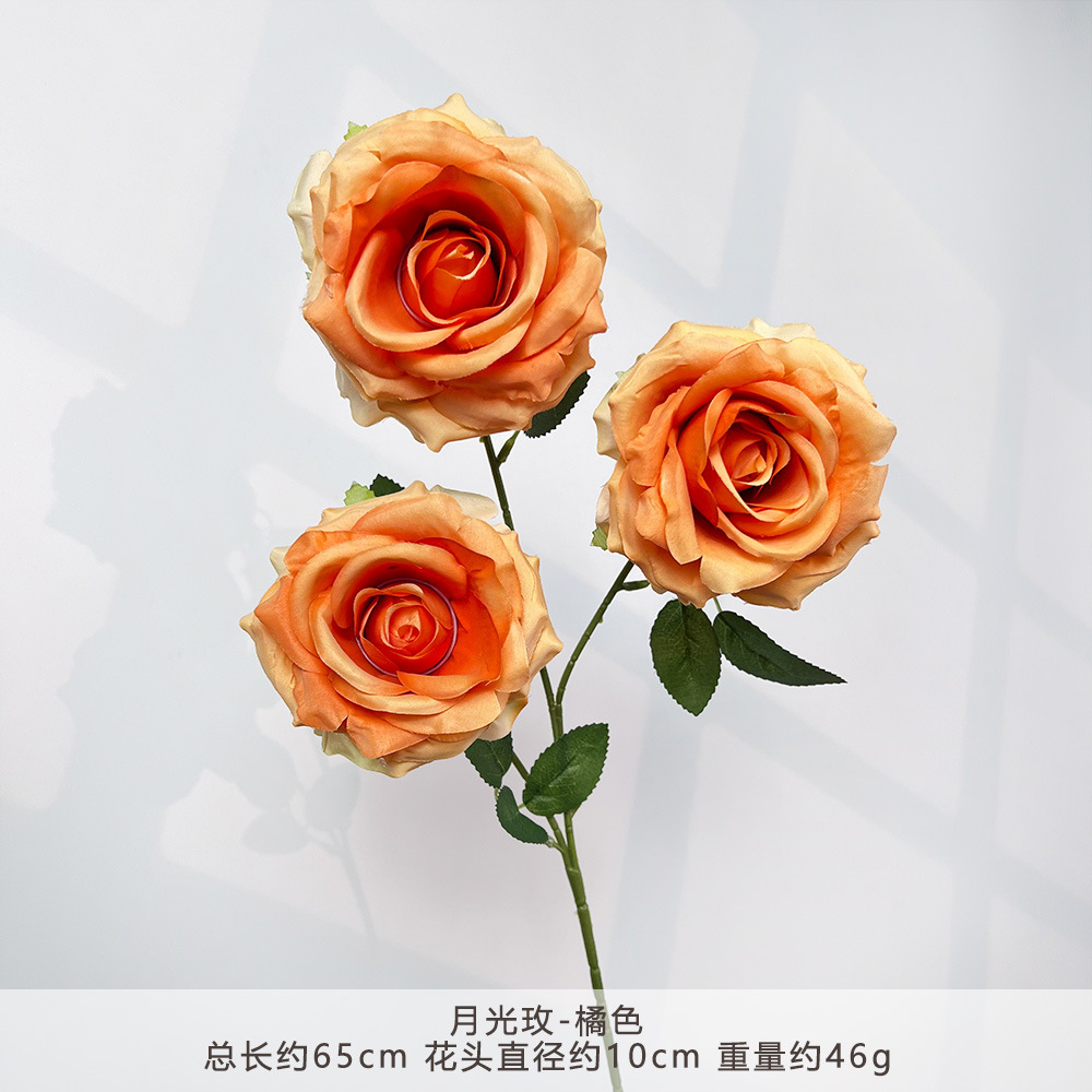 MJ-Moonlight Hoa Hồng-Cam