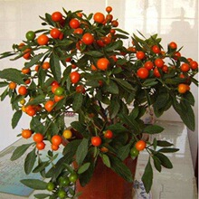 �^��ֲ�ﶬɺ�� ���c�����Դ��� ������ ���齷 �����^�p�Gֲ���]