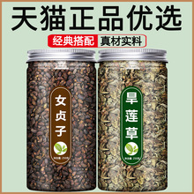女贞子材组合茶女真子墨旱莲和旱莲草加菊花菟丝子粉