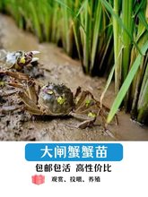 蟹苗一元蟹清理鱼缸除藻清理残渣小毛蟹盘锦稻田蟹鲜活水产小螃蟹