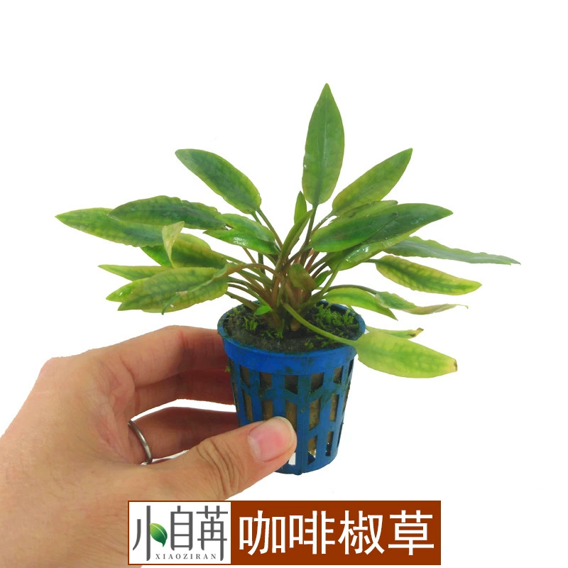 Кофе перец маленький перец Трава водные растения живут оптом аквариум озеленение настоящие водные растения декоративный аквариум декоративный негатив Хорошо