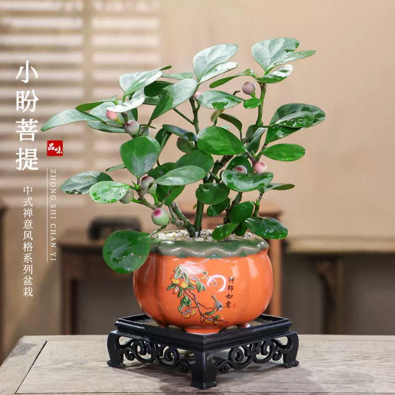 Маленькое растение Бодхи в горшке, хурма Руйи, один лист, один Бодхи, комнатное растение для рабочего стола, кофейный столик, зеленое растение в горшке